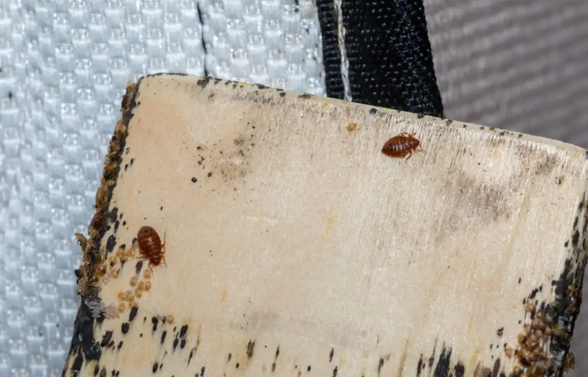 Bed Bugs on Bed Slates - baby bed bugs