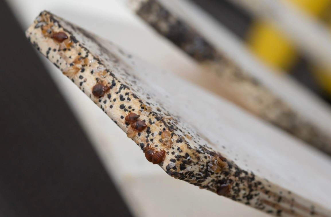 Bed Bugs on Bed Slates - bed bugs eggs - baby bed bugs