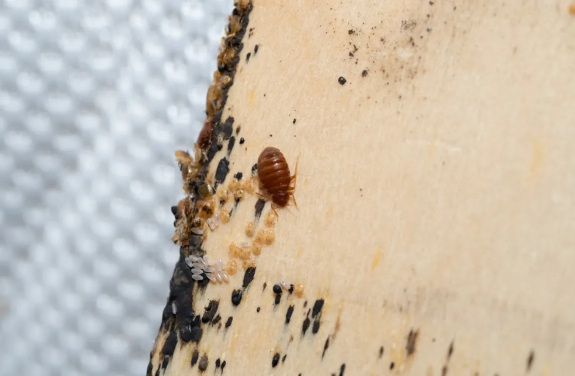 Bed bugs, Bedbug eggs, blood and larvae on a timber-bed slate