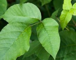 How to Get Rid of Poison Ivy Plants with Bleach, Vinegar & Naturally ...