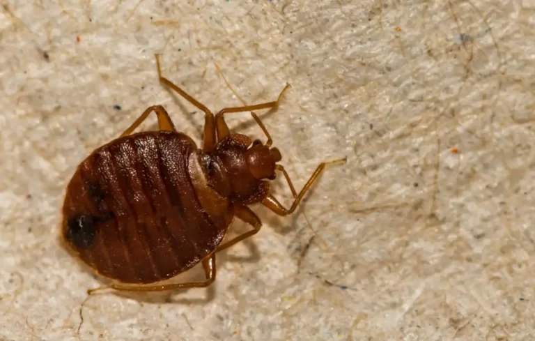 A Close up of a Bed Bug (Cimex lectularius)