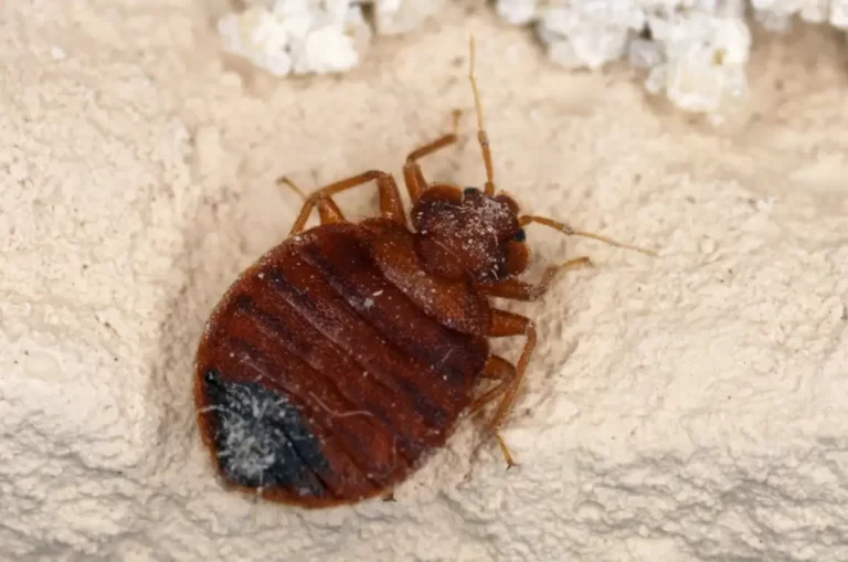 if one room has bed bugs do they all