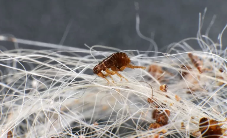 Dog fleas (Ctenocephalides canis (Curtis, 1826)) in a dog's hair clump