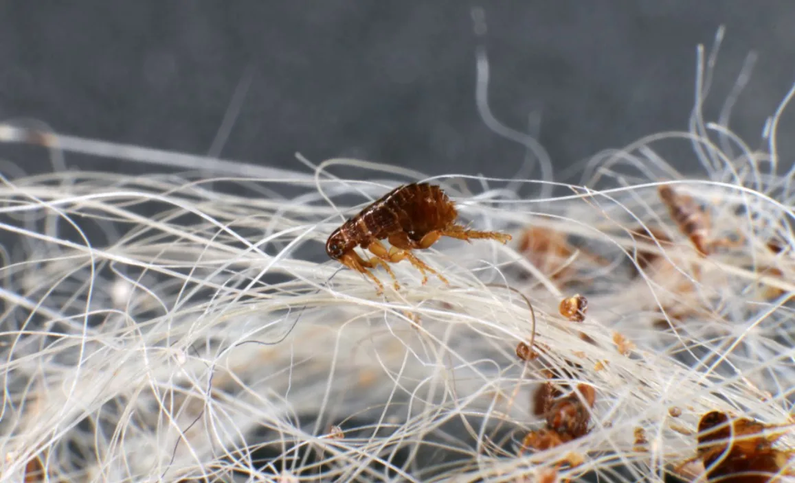 Do I Have Fleas In My House (Bed, Carpet, Car & Couch)? 1 Dog fleas (Ctenocephalides canis (Curtis, 1826)) in a dog's hair clump