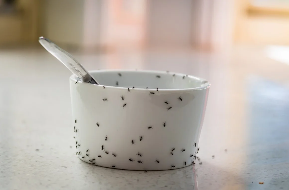 Get Rid of Ants in the Kitchen, Bedroom & Bathroom Naturally! 1 black ants on a bowl of jam