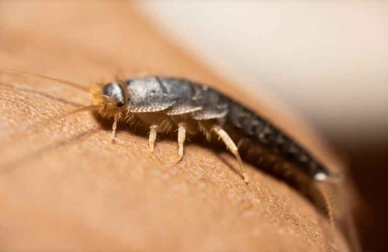 close up silverfish perched on a dry leaf