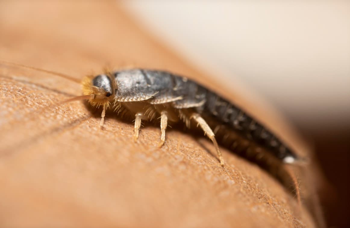 Best Silverfish Traps & Baits - Buy & Use 1 close up silverfish perched on a dry leaf