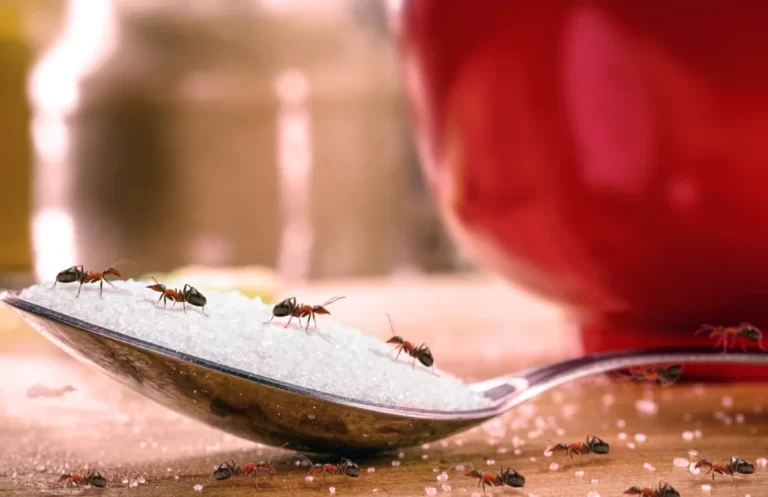 spoon of sugar with many red ants on it, insects indoors, danger of infestation or pest