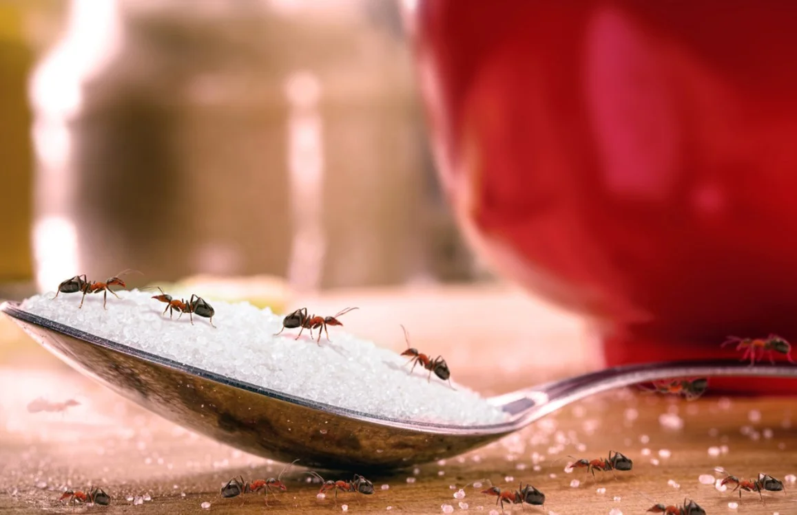 Home Remedy for Ants: Baking Soda & Vinegar      1 spoon of sugar with many red ants on it, insects indoors, danger of infestation or pest