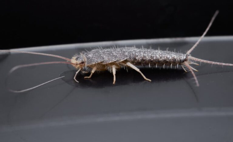 Pest silverfish close up detail photography (Ctenolepisma longicaudata)