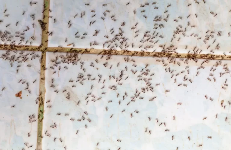 Ants in house on the wall angleants walk on the tile floor.