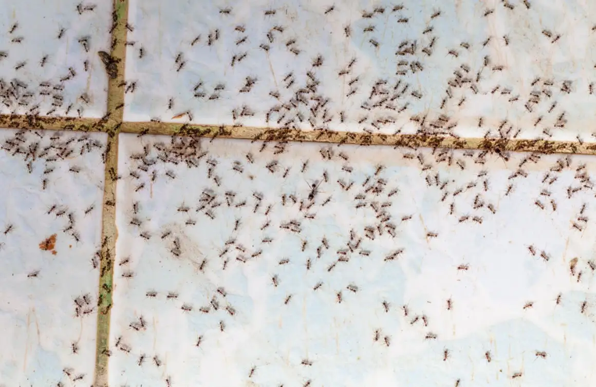 Is Borax for Ants Safe for Pets 1 Ants in house on the wall angleants walk on the tile floor.
