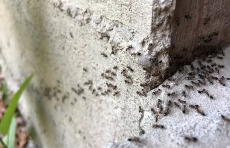 Colony of ants. A path of black ants. Ants in the garden of a private house