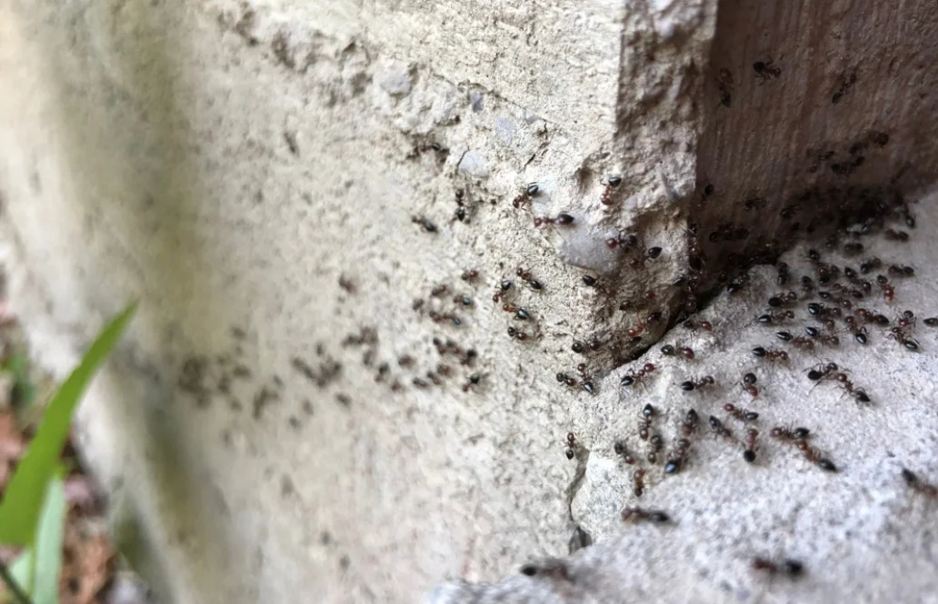 Get Rid of Ants using Cinnamon: Does it Work 1 Colony of ants. A path of black ants. Ants in the garden of a private house