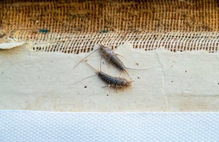 silverfish thermobia near the binding of an old book.