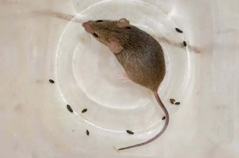 House mouse in a plastic box with some droppings