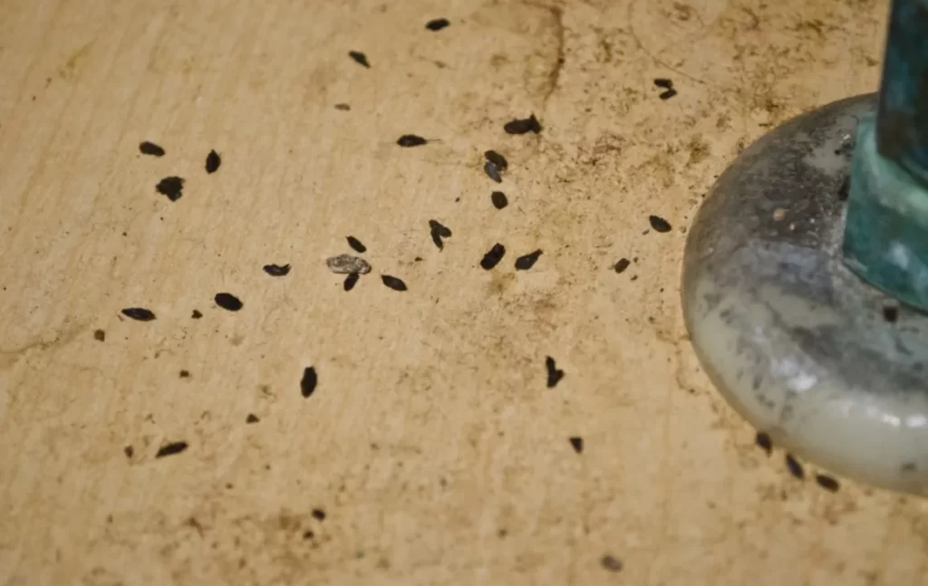 Mouse poop turds feces under a bathroom sink