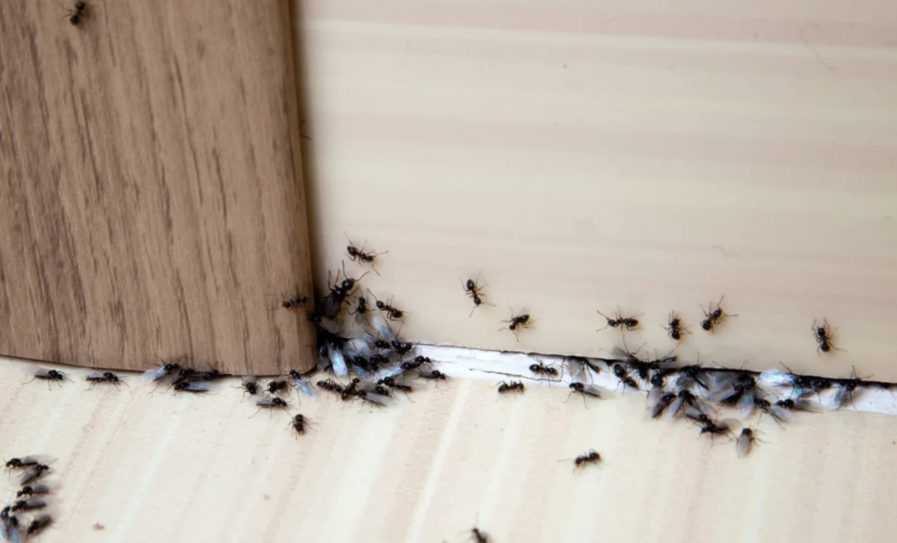 Pet-Safe Way to Get Rid of Ants in House 1 Ants in the house on the baseboards and wall angle