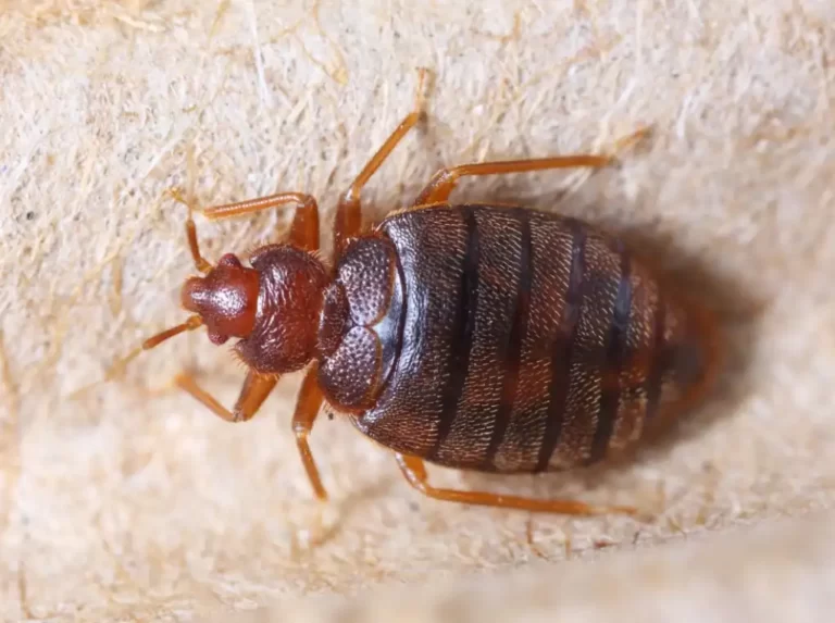 Close up cimex hemipterus on corrugated recycled paper, bedbug, blood sucker