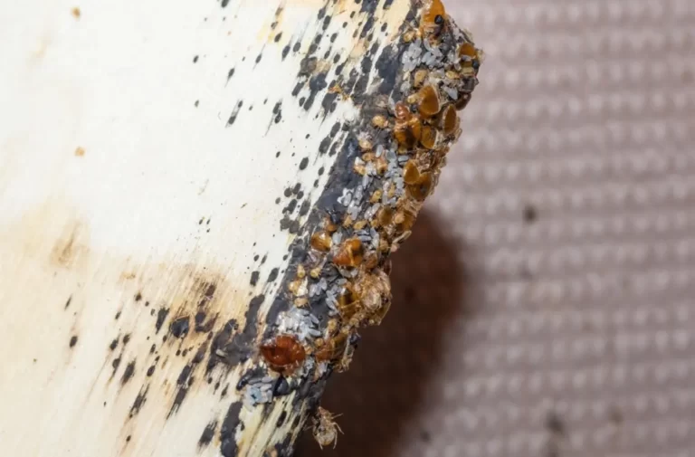 Bed bugs Bedbug eggs blood and larvae on a timber bed slate
