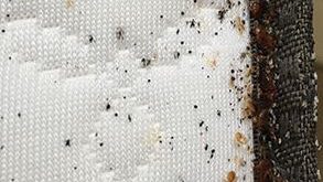 stains feces bedbug