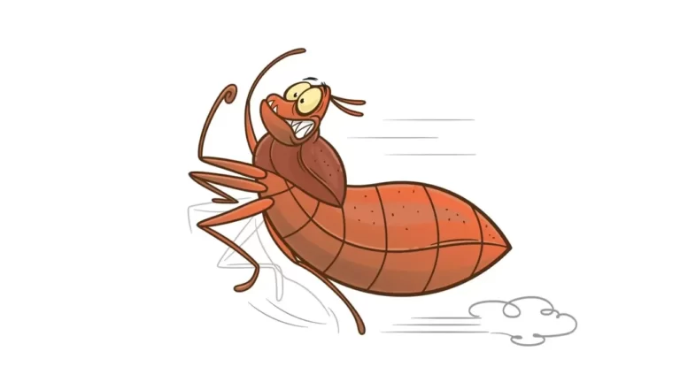 bed bug removal