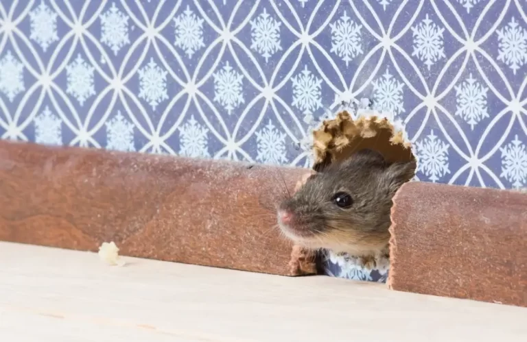 Die Hausmaus (Mus musculus) gelangt durch ein Loch in der Wand in den Raum