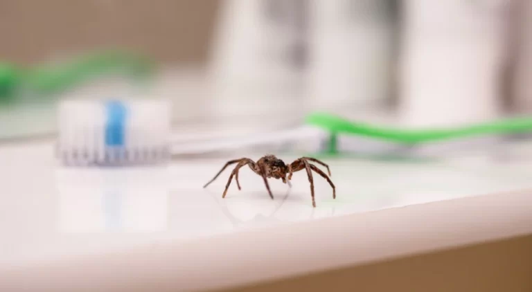 Poisonous spider inside residential toilet.