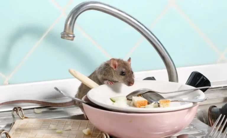 Young mouse climbs into the dish with the leftovers of food