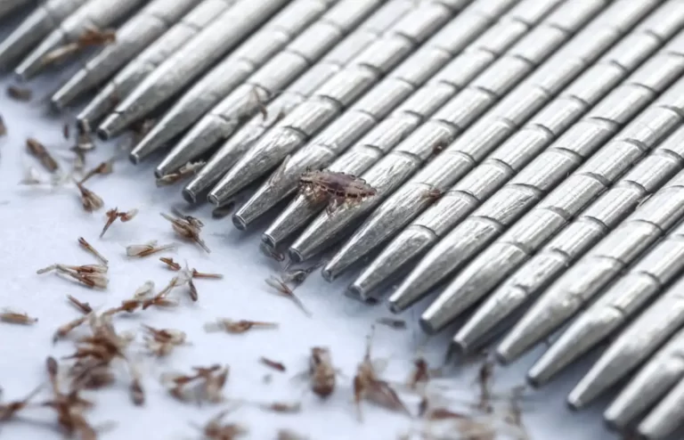 Makro von Läusen und Eiern, die mit einem rostfreien Läusekamm entfernt werden