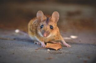 Orkin Mäusebekämpfung - Wird Orkin die Mäuse los? 1 Orkin Mauskontrolle