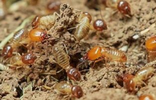 Orkin Termite Control - Inspection, Cost & Reviews 1 Orkin termite control treatment