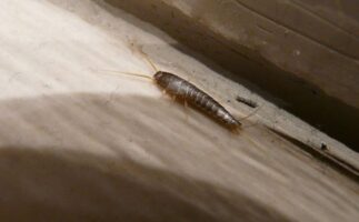 Silverfish Infestation Signs in Bedroom, Bathroom & Kitchen 1 Silverfish Infestation
