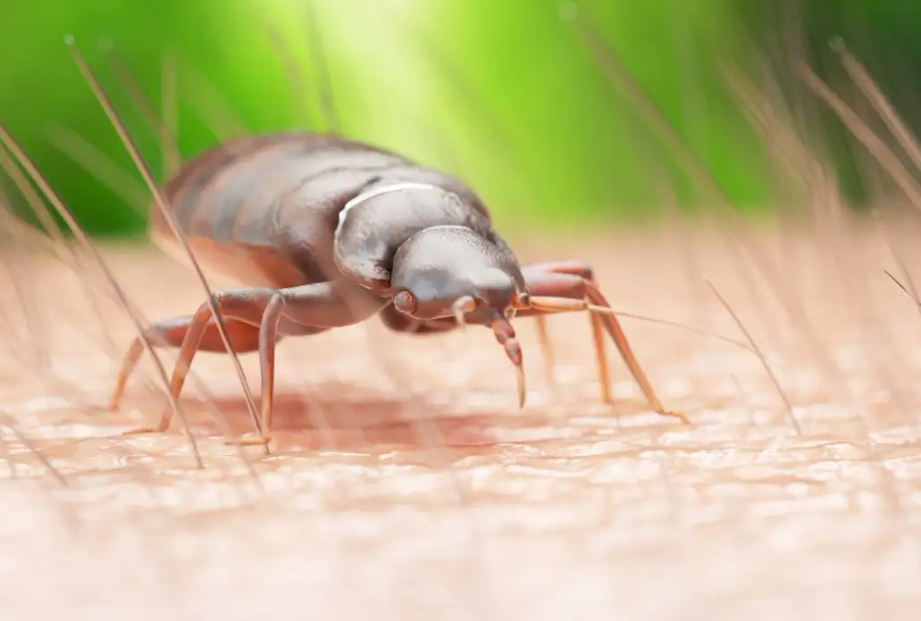 can-bed-bugs-live-in-your-body-ear-or-nose-pest-information-and