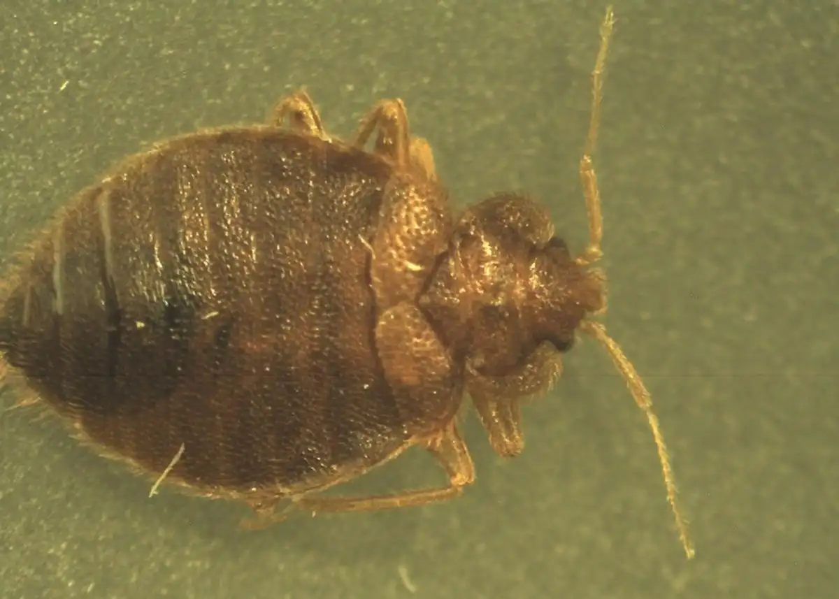 Types of Bed Bugs: Common vs. Bat vs. Swallow Bugs 1 zoom in vertical image of a bed bug