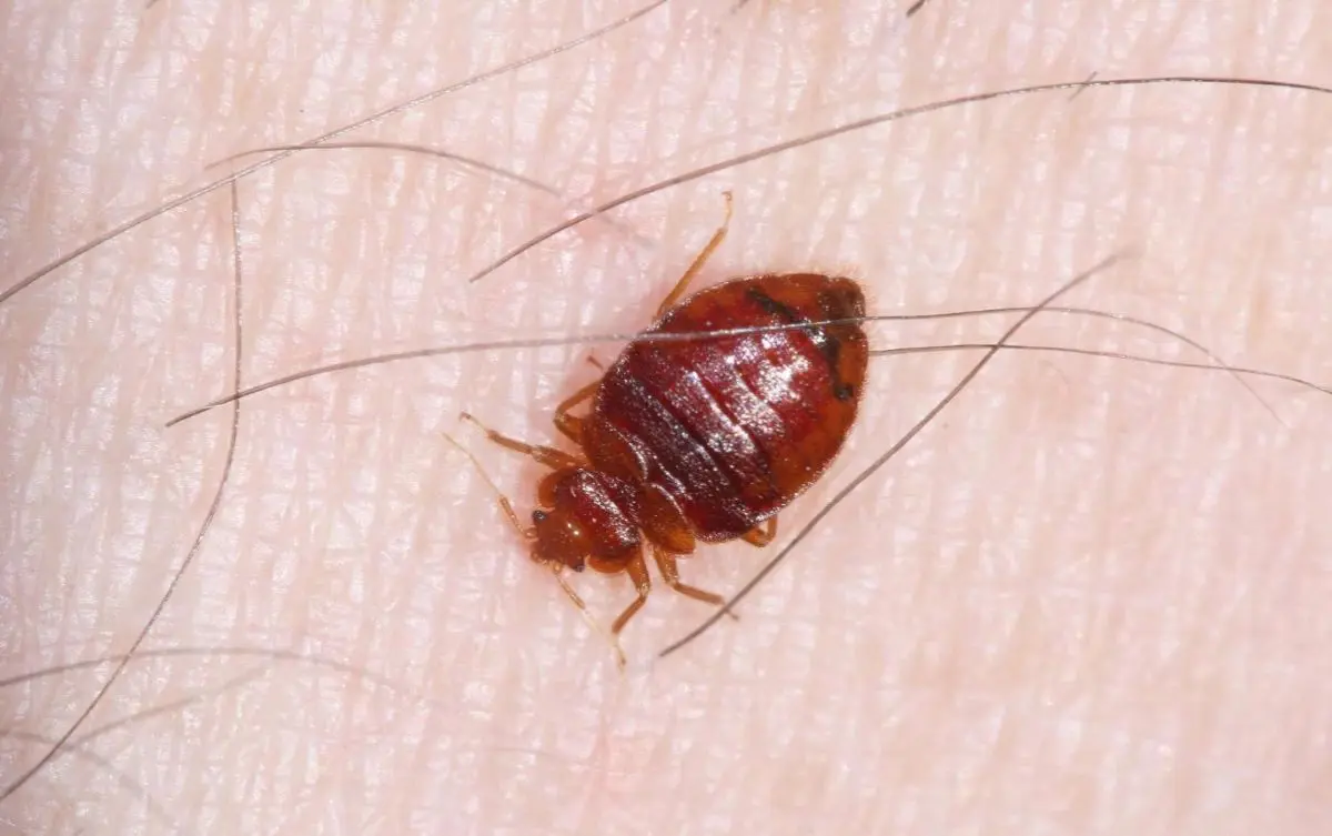 Adult bed bug after feeding for five minutes