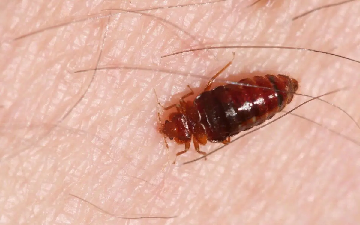 How To Check New & Used Furniture for Bed Bugs 1 Adult bed bug on skin after feeding for eleven minutes