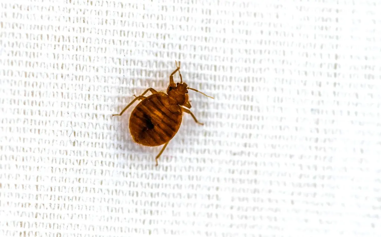 How Do You Get Bed Bugs In The First Place Pest Information And   Bed Bug Crawling On Bed Extreme Up Close.webp