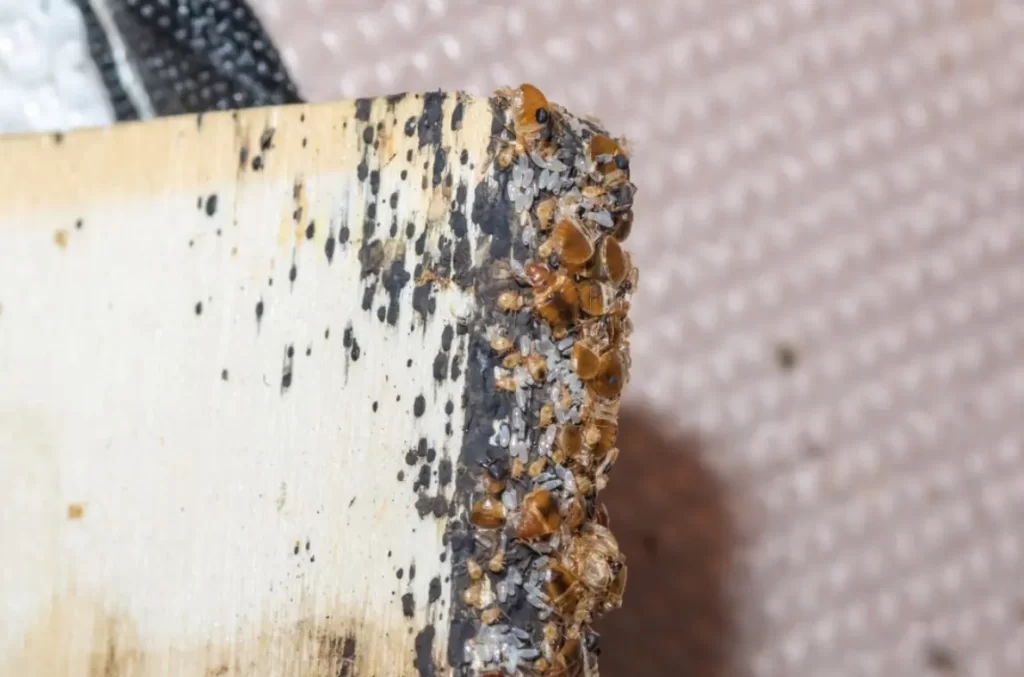 Bed Bugs eggs, baby bed bugs and adult bed bugs