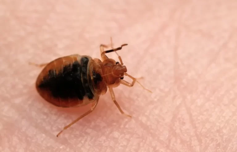 Bed bug Cimex lectularius on human skin