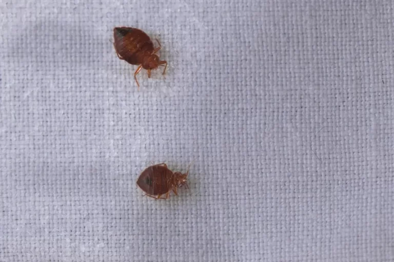Bed bug Cimex lectularius on grey material