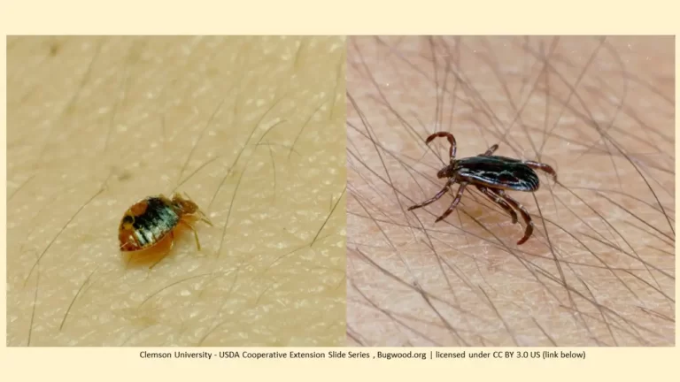 ticks vs Bed bugs