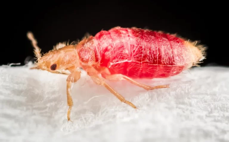 Bedbug parasite insect full of blood on a mattress