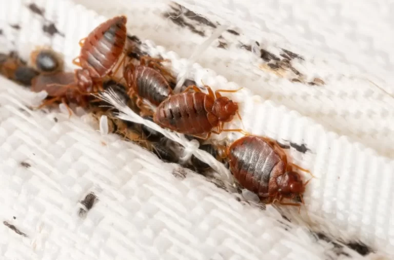 Bedbugs colony on the mattress cloth macro