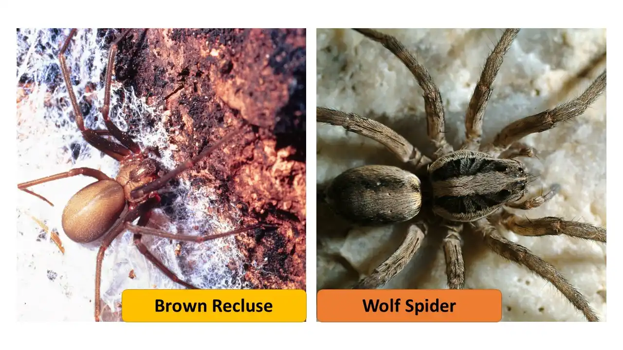 Brown Recluse vs Wolf Spider: Similarities and differences 1 Wolf Spider vs. Brown Recluse