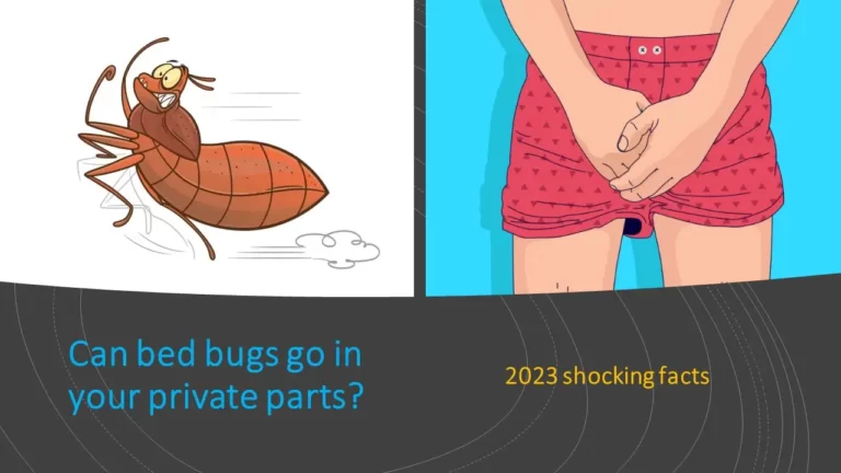 Can bed bugs go in your private parts