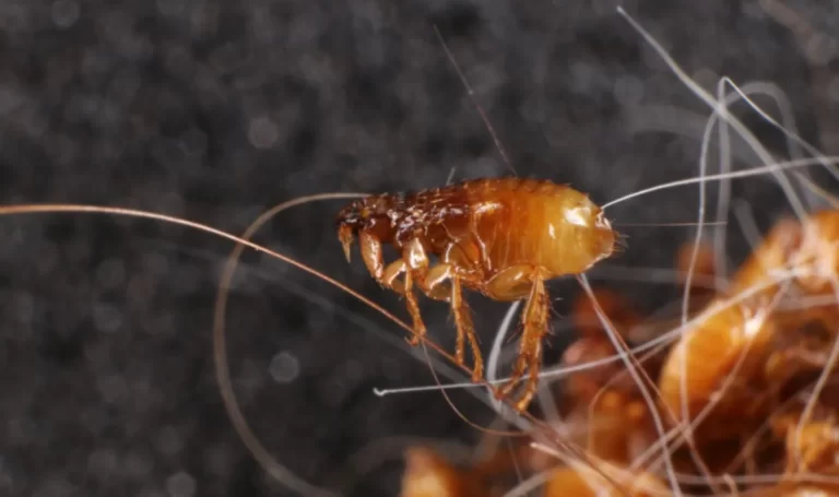Cat flea (Ctenocephalides felis in a cat's hair clump