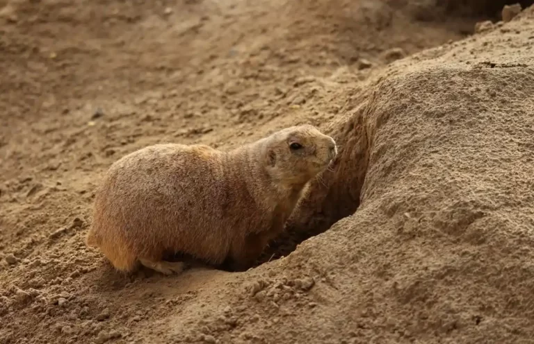 Nahaufnahme eines Nagetiers, das in ein Loch geht