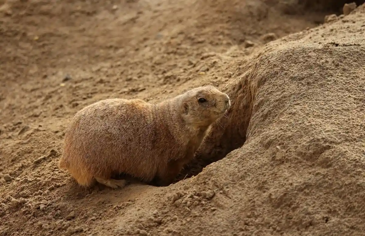 Get Rid of Gophers & Moles Without Killing Them 1 Close-Up Photo of Rodent Going Inside a Hole