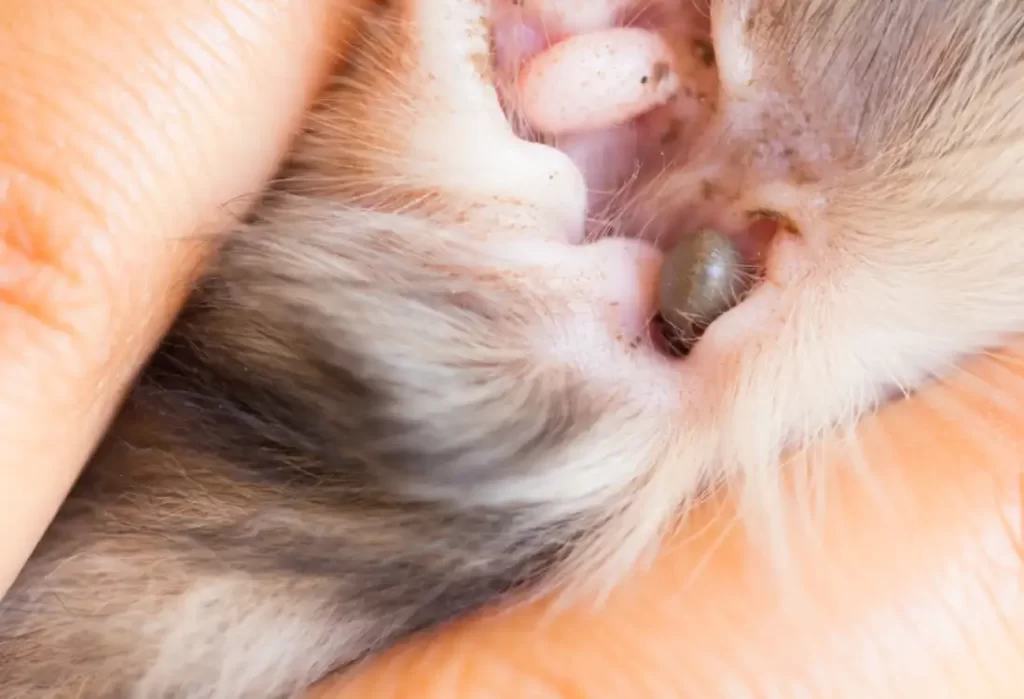 Close up the tick in ear dog Close up the tick in ear dog